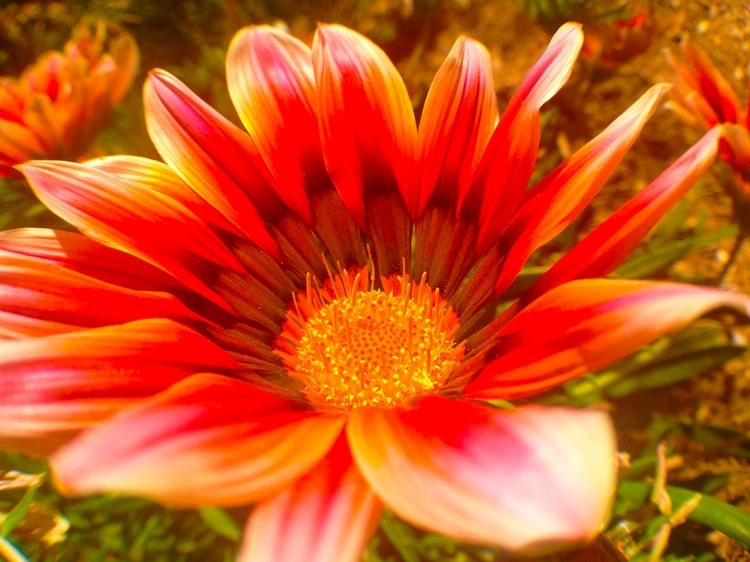 Picture of CANDY STRIPED BLOOM I