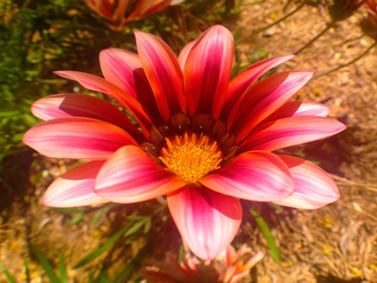 Picture of CANDY STRIPED BLOOM II
