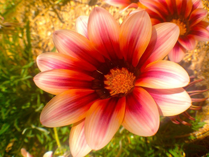 Picture of CANDY STRIPED BLOOM III