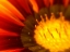 Picture of CANDY STRIPED BLOOM V
