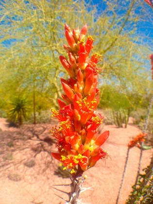 Picture of CACTUS BLOOMS I