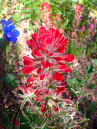 Picture of WILDFLOWER FIELD II