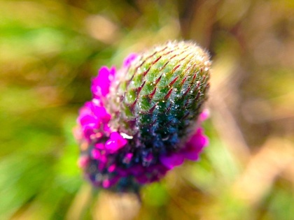 Picture of PINK BLOOM III