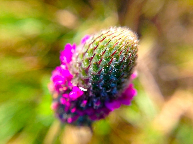 Picture of PINK BLOOM III