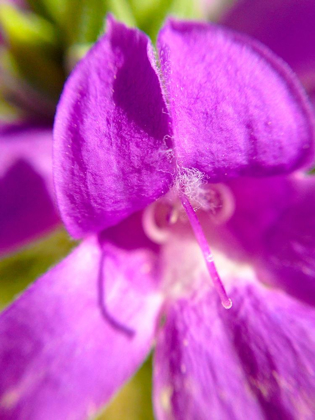 Picture of PURPLE BLOOM II