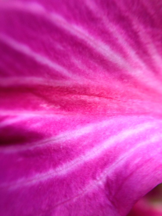 Picture of LEAF STRIPES I