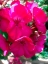 Picture of RED BEGONIAS I