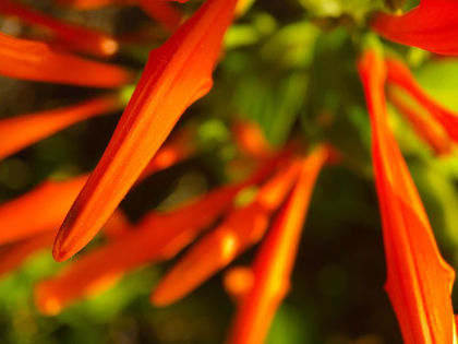 Picture of ORANGE SPIKES I