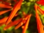 Picture of ORANGE SPIKES I