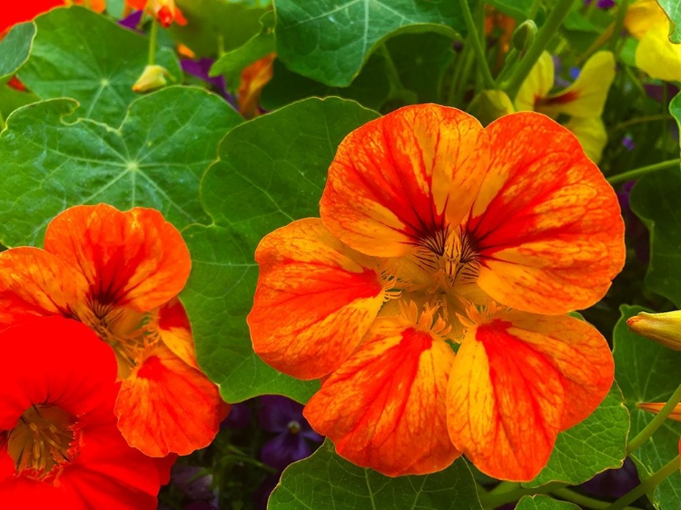 Picture of ORANGE BLOOMS I