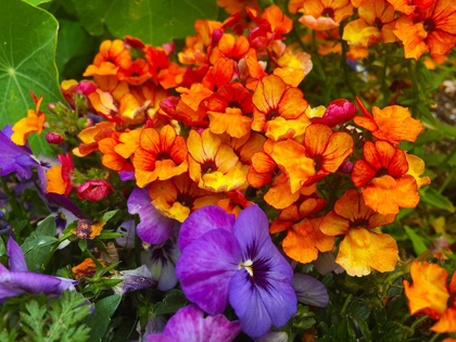 Picture of ORANGE AND PURPLE BLOOMS I