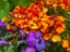Picture of ORANGE AND PURPLE BLOOMS I