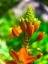 Picture of ORANGE BLOOMS II