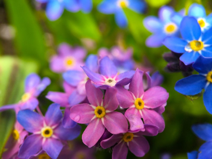 Picture of BLUE AND PURPLE BLOOMS I