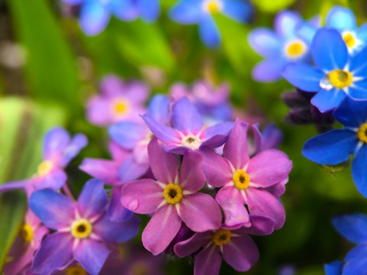 Picture of BLUE AND PURPLE BLOOMS I