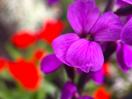Picture of RED AND PURPLE BLOOMS I