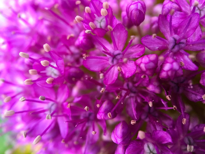 Picture of PURPLE CLUSTER III