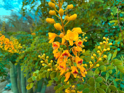 Picture of YELLOW BLOOMS I