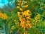 Picture of YELLOW BLOOMS I