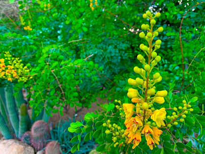 Picture of YELLOW BLOOMS II