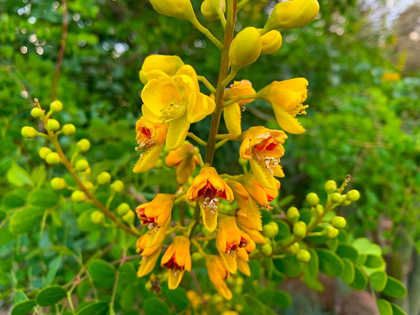 Picture of YELLOW BLOOMS III