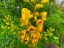 Picture of YELLOW BLOOMS III