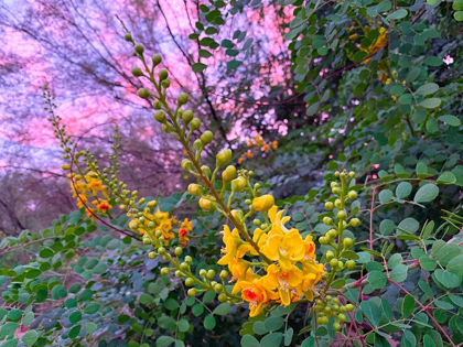 Picture of YELLOW BLOOMS IV