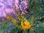 Picture of YELLOW BLOOMS IV