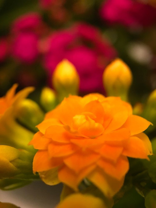 Picture of YELLOW BLOOMS V