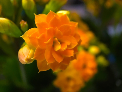 Picture of YELLOW BLOOMS VI