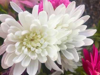 Picture of WHITE FLOWERS I