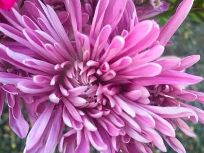 Picture of PINK FLOWERS I