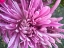 Picture of PINK FLOWERS I