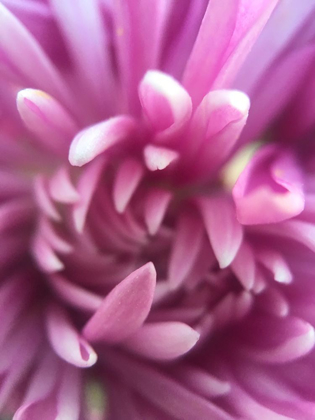 Picture of PINK FLOWER I