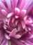 Picture of PINK FLOWER I