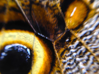Picture of BUTTERFLY WING I