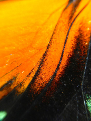 Picture of BUTTERFLY WING II
