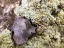 Picture of LICHEN I