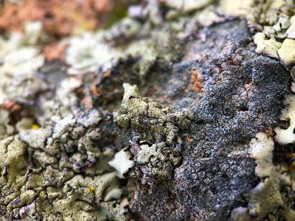 Picture of LICHEN II