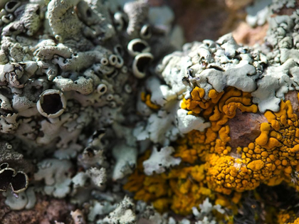 Picture of LICHEN III