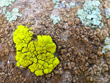 Picture of LICHEN IV