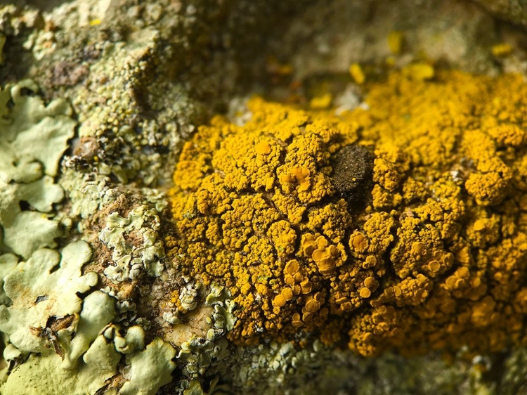 Picture of LICHEN V