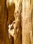 Picture of WOOD FIBER I
