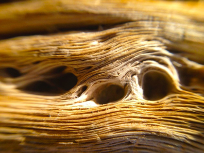 Picture of WOOD FIBER II