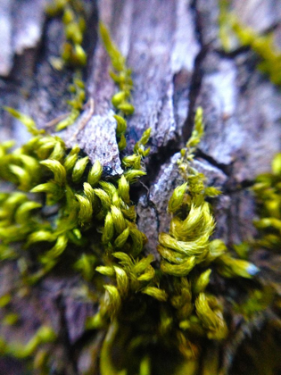 Picture of BARK HAIR I