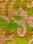 Picture of CANVAS CLOSEUP VIII