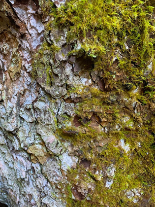 Picture of BARK AND MOSS I