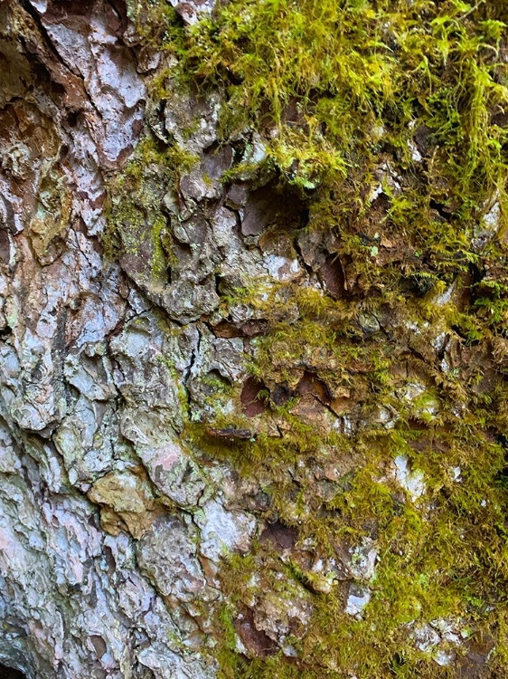 Picture of BARK AND MOSS I