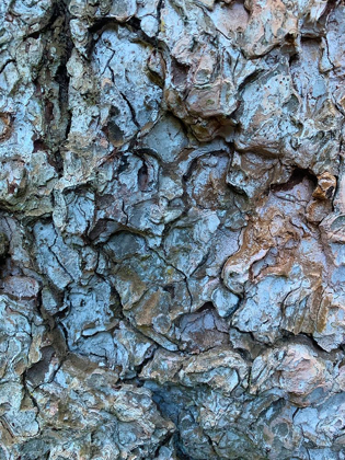 Picture of BARK SCALES I