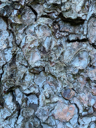 Picture of BARK SCALES II